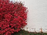 Greenwood Nursery / Live Shrub Plants (Large Selection Inside) - Dwarf Burning Bushes - [Qty: 5 Bare Root Plants] Photo, bestseller 2024-2023 new, best price $36.99 ($7.40 / Count) review