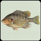 Fisch Arten Trivia Quiz Foto, Bestseller 2024-2023 neu, bester Preis 1,08 € Rezension