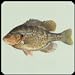 Foto Fisch Arten Trivia Quiz neu Bestseller 2024-2023