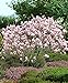 Foto Magnolia x soulangeana | Magnolien Strauch | Magnolienbaum Winterhart | Winterharte Pflanzen für Garten | Höhe 120-140cm | Topf 10L neu Bestseller 2024-2023