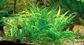 Photo  Echinodorus latifolius growing and characteristics