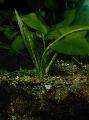 Foto  Echinodorus Palaefolius wächst und Merkmale