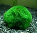 Photo  Japanese Moss Ball growing and characteristics