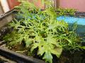 Photo ferns Water Sprite growing and characteristics