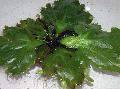   πράσινος ενυδρείο υδρόβια φυτά Sprite Νερό φτέρες / Ceratopteris pteridoides φωτογραφία