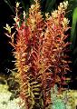 Photo  Rotala indica growing and characteristics