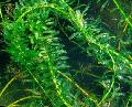 Photo  Giant elodea, Pondweed growing and characteristics