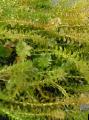 Photo  Canadian Pond weed growing and characteristics