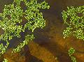 Foto  Wurzellose Wasserlinsen wächst und Merkmale