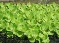 Photo  Water Lettuce growing and characteristics