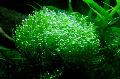 Photo mosses Crystalwort growing and characteristics