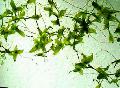 Photo  Lemna trisulca growing and characteristics