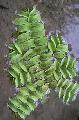 Photo Eared Watermoss ferns characteristics