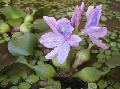Photo  Water hyacinth growing and characteristics