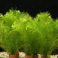 Photo  Foxtail growing and characteristics