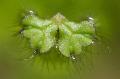 Photo mosses Ricciocarpus natans growing and characteristics