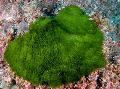 Photo mosses Maiden*s Hair Plant growing and characteristics
