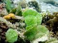 Photo  Mermaid\\\'s Fan Plant growing and characteristics