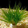 Photo  Blyxa japonica growing and characteristics