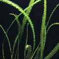 Foto  Aponogeton Longiplumulosus wächst und Merkmale