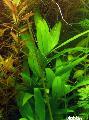 Foto  Riesen-Wasserfreund Siamensis wächst und Merkmale