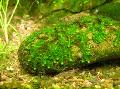 Aquarium  Weeping moss Photo