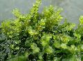 Photo  Pearl Moss growing and characteristics