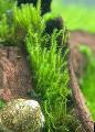 Aquarium  Zipper moss Photo