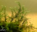 Aquarium  Willow moss Photo