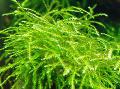 Photo  Mini Taiwan Moss growing and characteristics