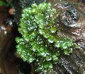 Photo mosses Fissidens splachnobryoides growing and characteristics