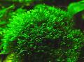   Зелен Аквариум Водни Растения Fissidens Splachnobryoides мъхове снимка