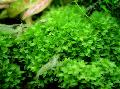 Photo mosses Plagiomnium Trichomanes growing and characteristics