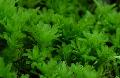   Zielony Akwarium Rośliny Wodne Hart Języka Tymianek Mech mchy / Plagiomnium undulatum zdjęcie