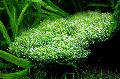 Photo mosses Riccia sp. dwarf growing and characteristics