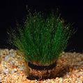 Aquarium  Dwarf Hair Grass Photo