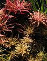 Photo  Limnophila aromatica growing and characteristics