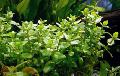 Photo  Giant bacopa growing and characteristics