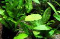 Photo  Echinodorus Ozelot Vert un cultivation et les caractéristiques