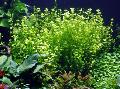   roheline Akvaarium Veetaimede Beebi Pisarad / Lindernia rotundifolia Foto