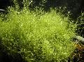 Photo  Microcarpaea minima growing and characteristics