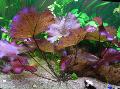 Aquarium  Seerose (Lotus Tiger) Foto