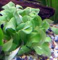 Aquarium  Thin-leaf Brookweed Photo