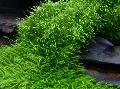 Photo  Utricularia graminifolia growing and characteristics