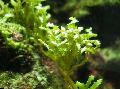Photo Serrated green seaweed  characteristics