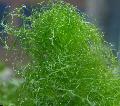 Aquarium  Spaghettis Algues (Vertes D'algues De Cheveux) Photo