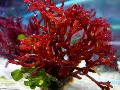 Aquarium  Red algae Photo
