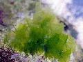 Photo  Sea lettuce growing and characteristics