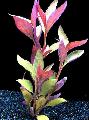 Photo  Alternanthera lilacina growing and characteristics