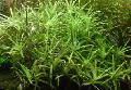 Foto  Stargrass wächst und Merkmale